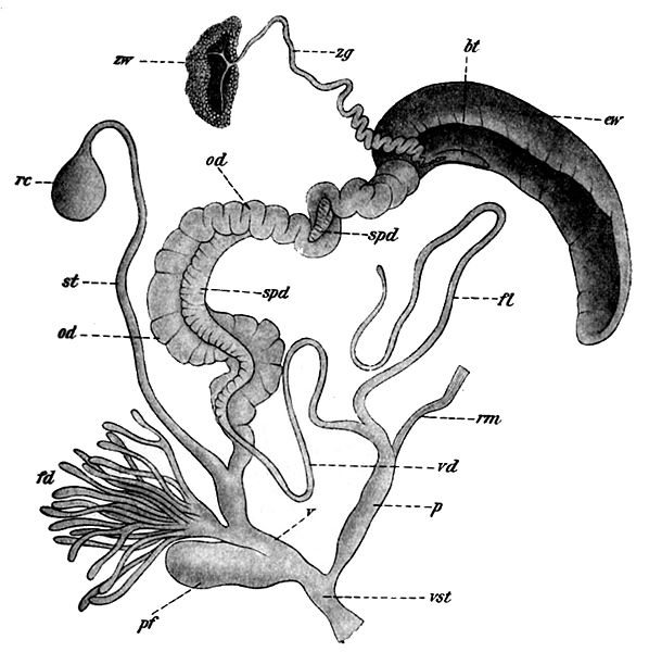 Snail Reproductive Ssystem by Johannes Meisenheimer