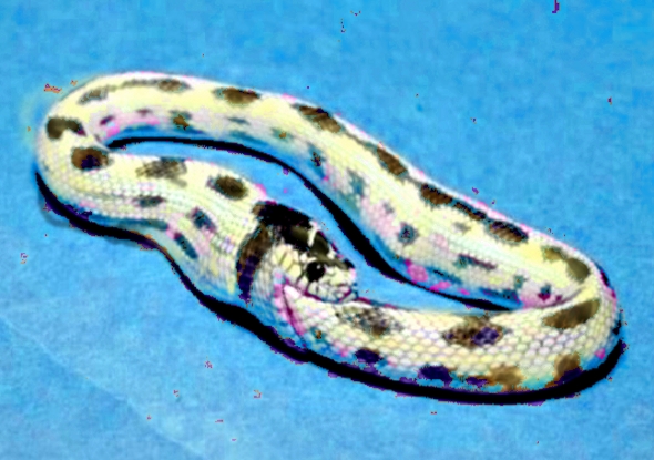 snake_eating_itself